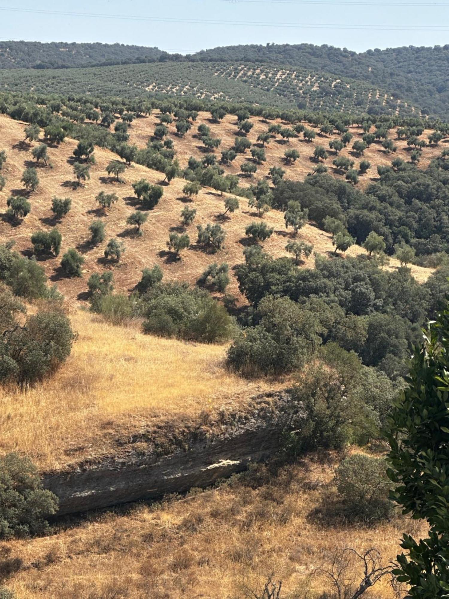 فيلا Casa Amapola Setenil De Las Bodegas المظهر الخارجي الصورة